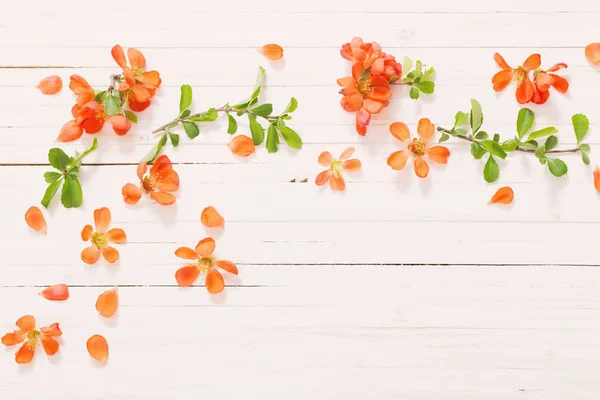 Flores naranjas sobre fondo blanco de madera — Foto de Stock