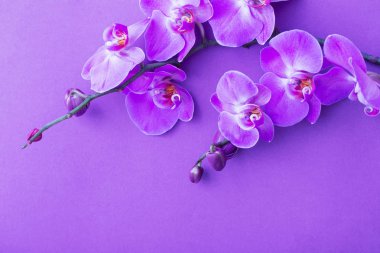 güzel orkide çiçekler