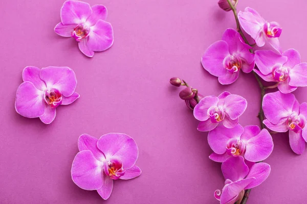 The beautiful orchid flowers — Stock Photo, Image