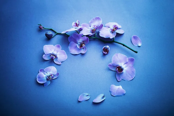 Орхидеи на синем фоне — стоковое фото