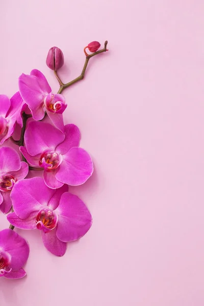 I bei fiori di orchidea — Foto Stock