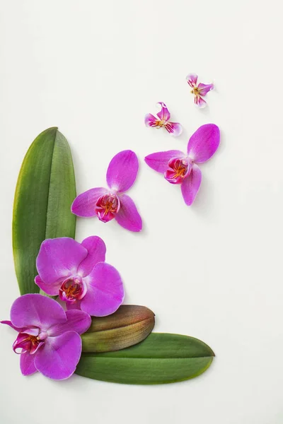 Belle orchidee su sfondo bianco — Foto Stock