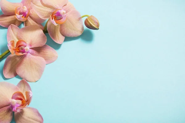 Orquídeas em fundo azul — Fotografia de Stock