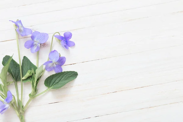 Violette bloemen op witte houten achtergrond — Stockfoto