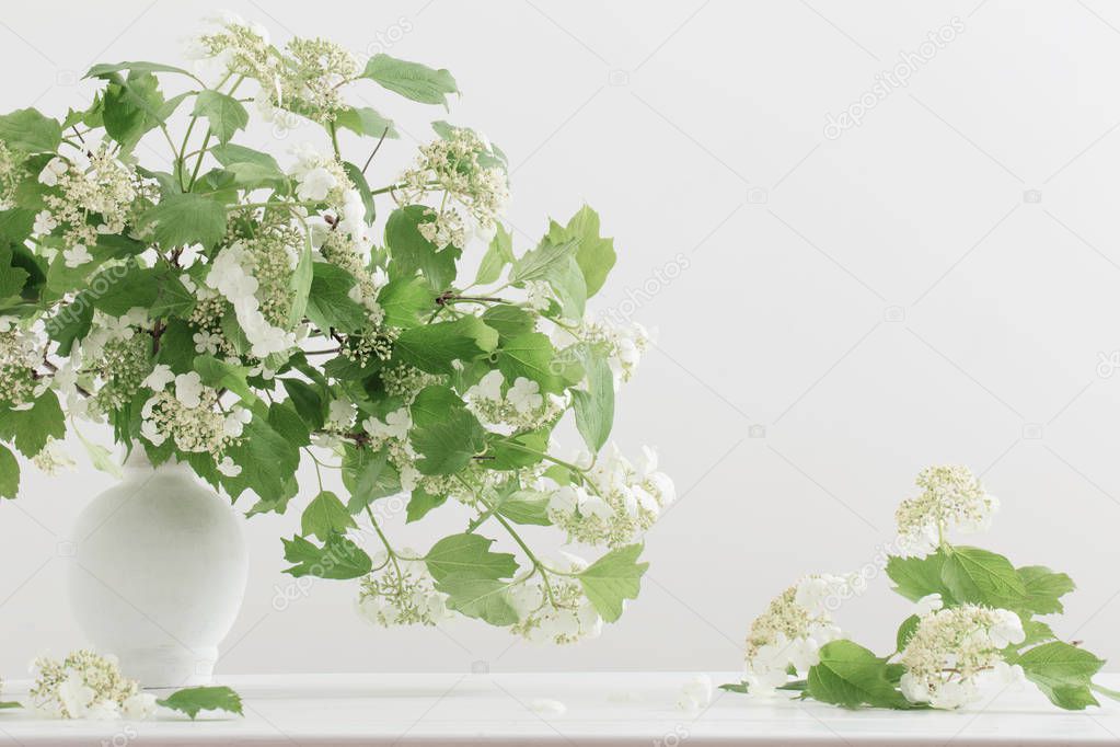 viburnum flowers on white background