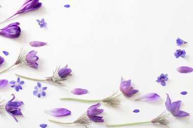 Spring violet flowers on a white background clipart