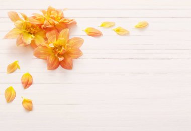 arka plan ile çiçek dahlias