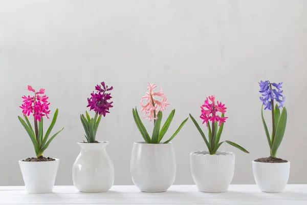 Hyacinth in pot on white background — Stock Photo, Image