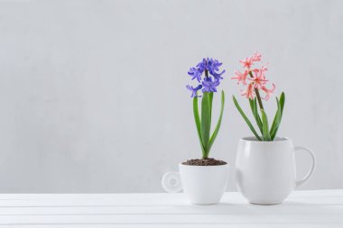 beyaz zemin üzerine tencerede sümbül