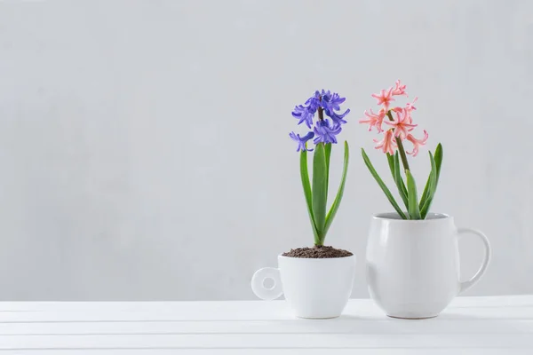 Hyacinth in pot on white background — Stock Photo, Image