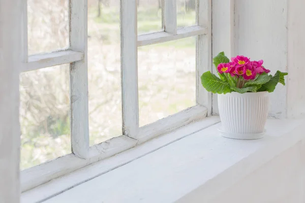 Flores de primavera en el alféizar de la ventana — Foto de Stock