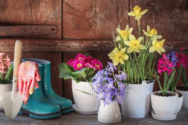 Садовые инструменты и весенние цветы на деревянном фоне — стоковое фото