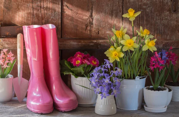 Herramientas de jardinería y flores de primavera sobre fondo de madera — Foto de Stock