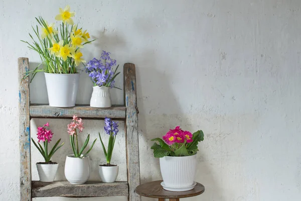 Spring flowers on background old white wall — Stock Photo, Image