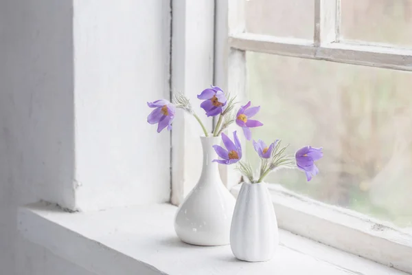 Pasque-flowers in vases on windowsil — Stock Photo, Image