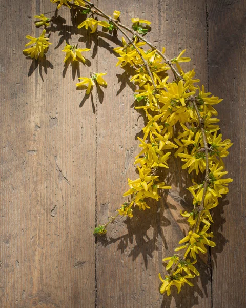 Eski ahşap zemin üzerine sarı hor çiçeği — Stok fotoğraf