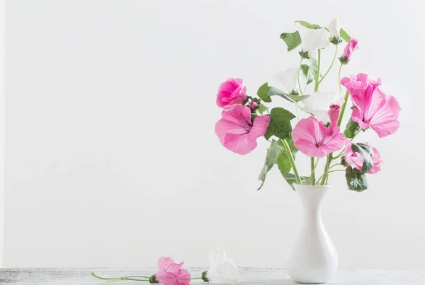 Malva em vaso sobre fundo branco — Fotografia de Stock