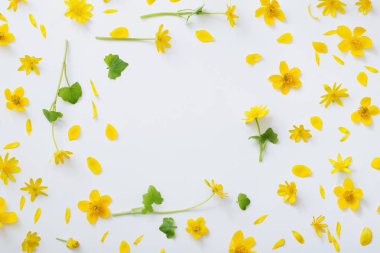 Beyaz arkaplanda sarı çiçekler