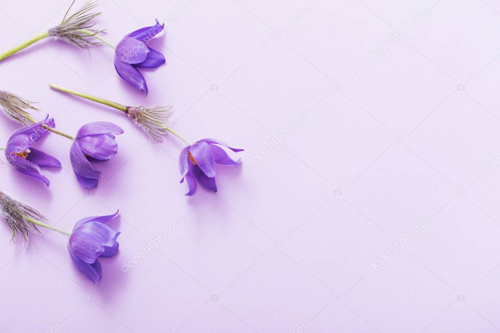 spring flowers on paper background