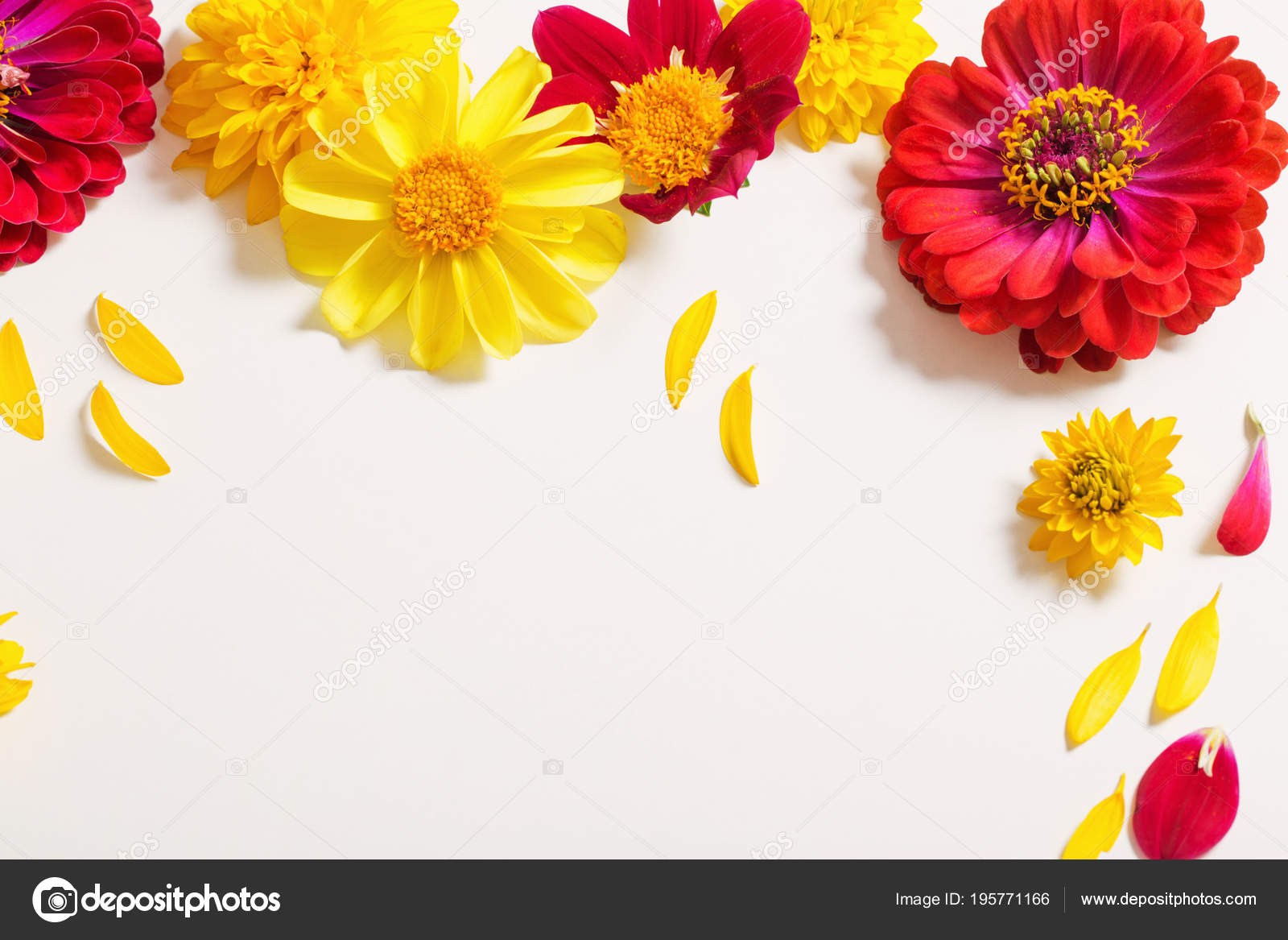 Red Yellow Flowers White Background Stock Photo by ©Kruchenkova 195771166