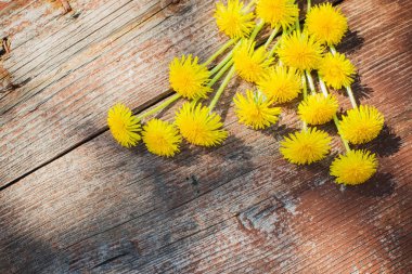 Dandelions eski ahşap zemin üzerine