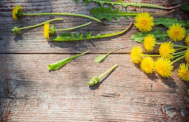 Dandelions eski ahşap zemin üzerine