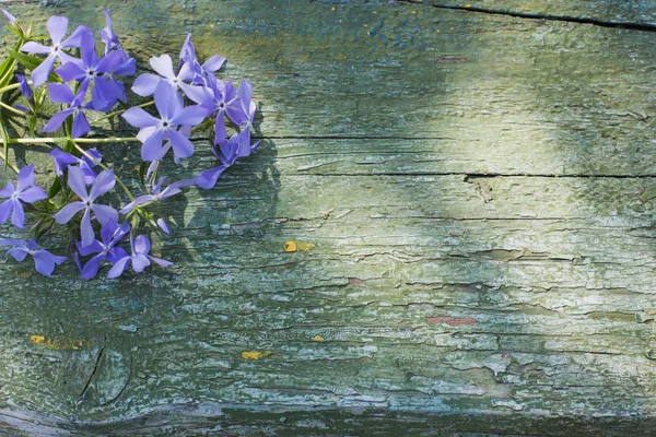 Pervinca Vecchio Sfondo Legno Verde — Foto Stock