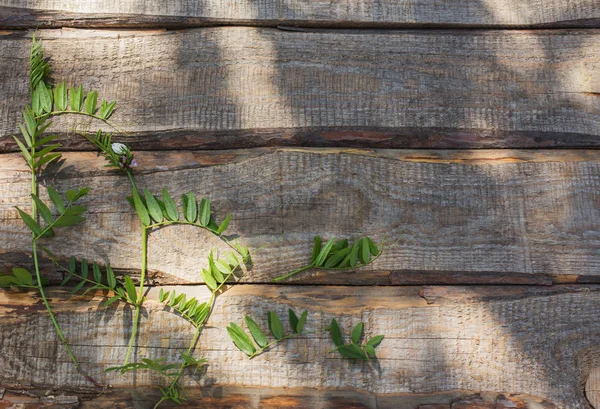 Hojas Sobre Fondo Madera Viejo — Foto de Stock