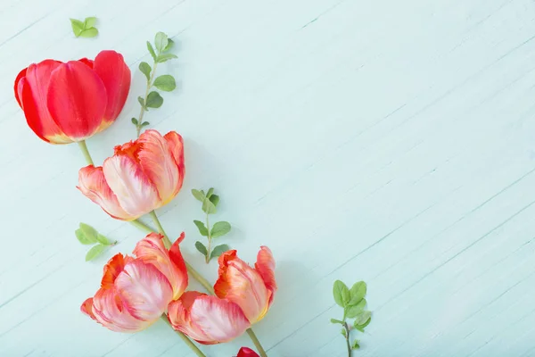 Tulipes rouges sur fond vert en bois — Photo