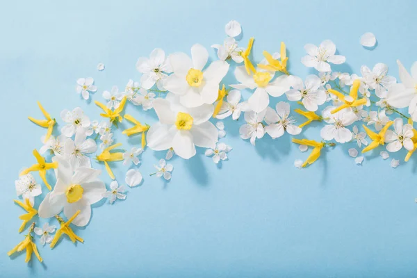 Narcisi e fiori di ciliegio su sfondo blu — Foto Stock