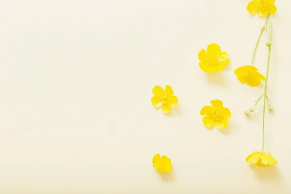 Gele boterbloemen op geel papier achtergrond — Stockfoto