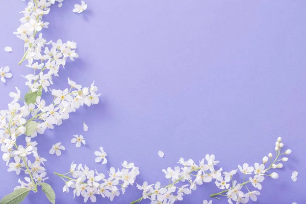 Květinový třešňový papír na pozadí papíru — Stock fotografie