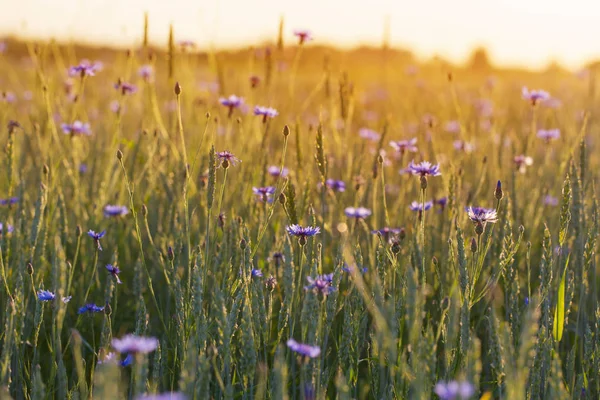 Modré cornflowerky na pšeničném poli při západu slunce — Stock fotografie