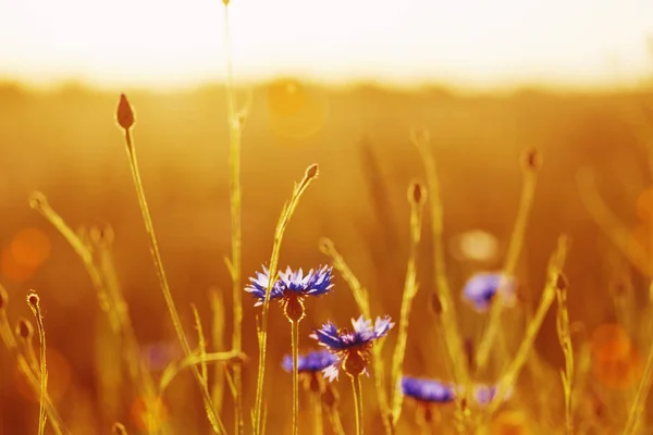 日没時の小麦畑の青いトウモロコシの花 — ストック写真