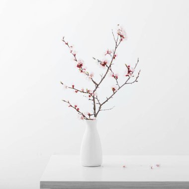 beyaz arka plan üzerinde vazo çiçekli kiraz dalı
