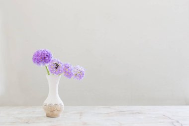 Beyaz arkaplanda seramik vazoda primrose