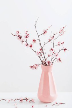 beyaz arka plan üzerinde vazo çiçekli kiraz dalı