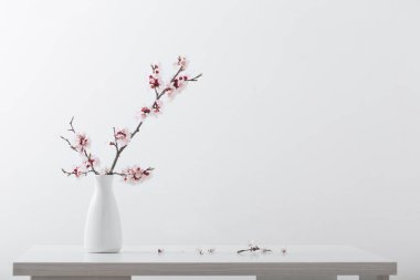 beyaz arka plan üzerinde vazo çiçekli kiraz dalı