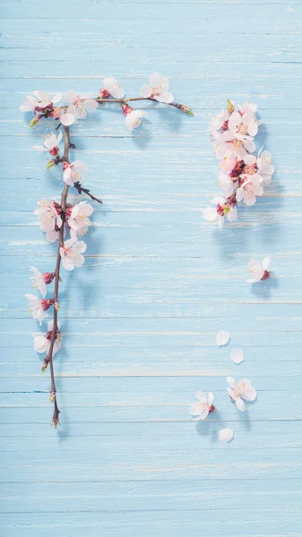 Flores de cerezo rosa sobre fondo de madera — Foto de Stock