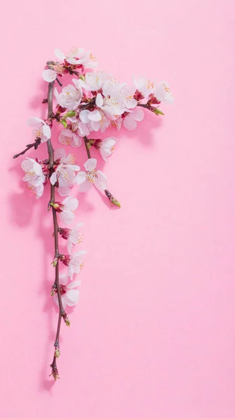 Flores de cerezo rosa sobre fondo rosa — Foto de Stock