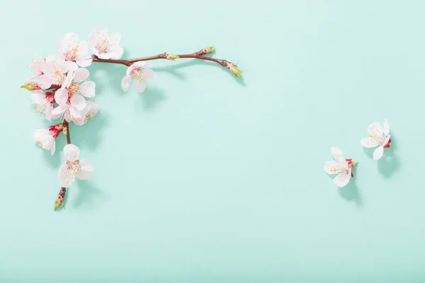 녹색 배경에 분홍색 체리 꽃 — 스톡 사진