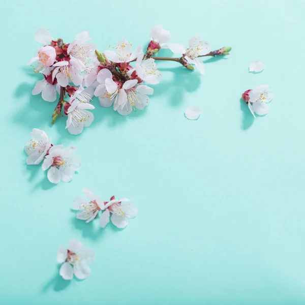 Flores de cerezo rosa sobre fondo verde — Foto de Stock