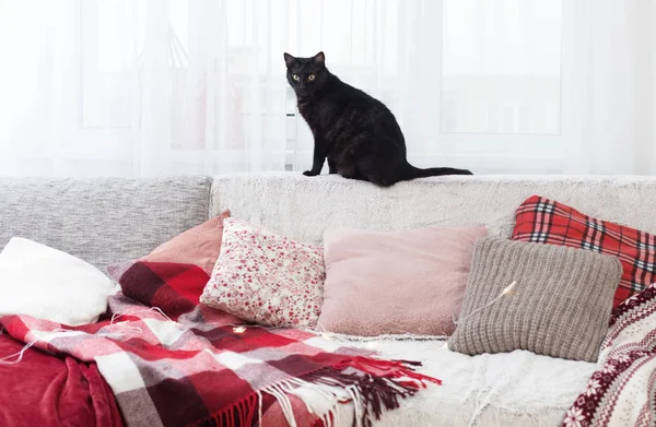 沙发椅上的黑猫，有枕头和毛毯 — 图库照片