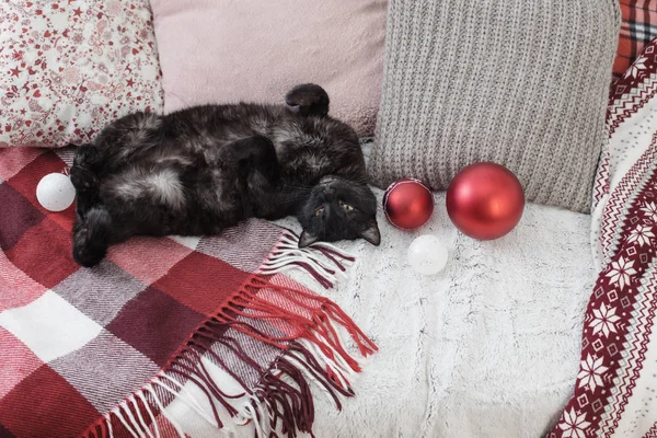 Gato durmiendo en sofá entre almohadas, acogedor concepto de casa —  Fotos de Stock