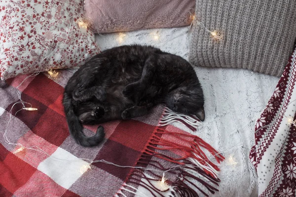 Gato durmiendo en sofá entre almohadas, acogedor concepto de casa —  Fotos de Stock