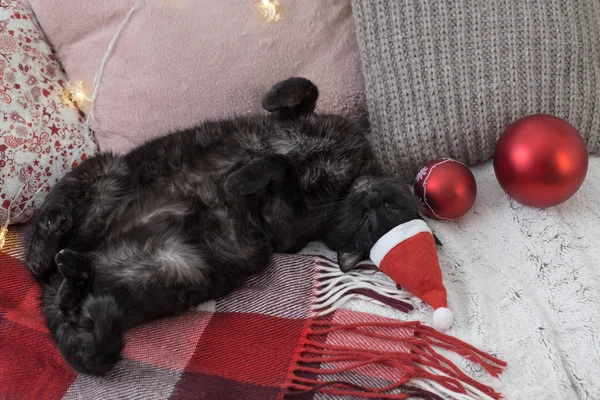 Gato durmiendo en sofá entre almohadas, acogedor concepto de casa — Foto de Stock