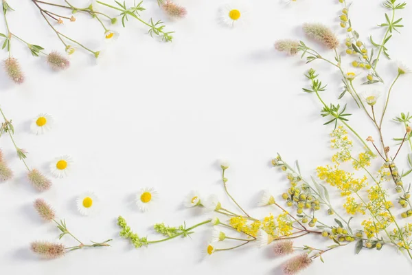 Fiori di campo su sfondo di carta bianca — Foto Stock