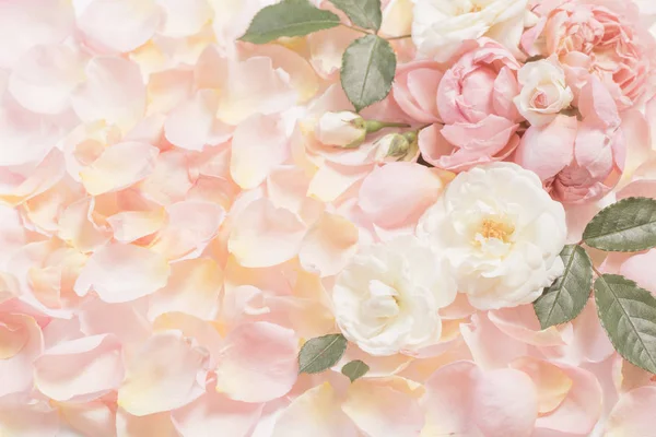 Rosa flores e pétalas fundo — Fotografia de Stock