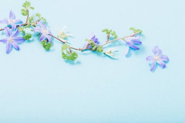 Mavi arka planda güzel bahar çiçekleri