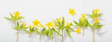 beyaz arka plan üzerinde anemone buttercup bahar çiçekleri 